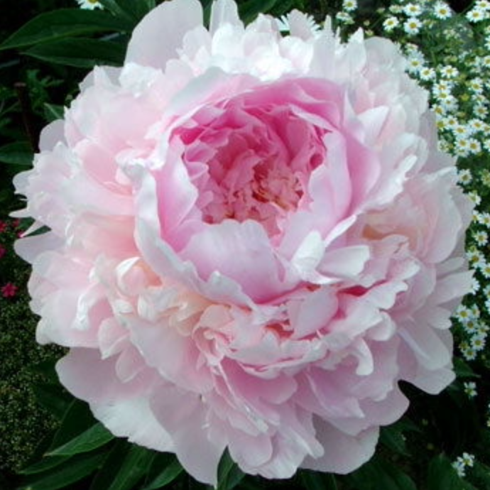 Peonies Nancy Nora 55 A1 Groot & groot NL buy wholesale on M-Flowers