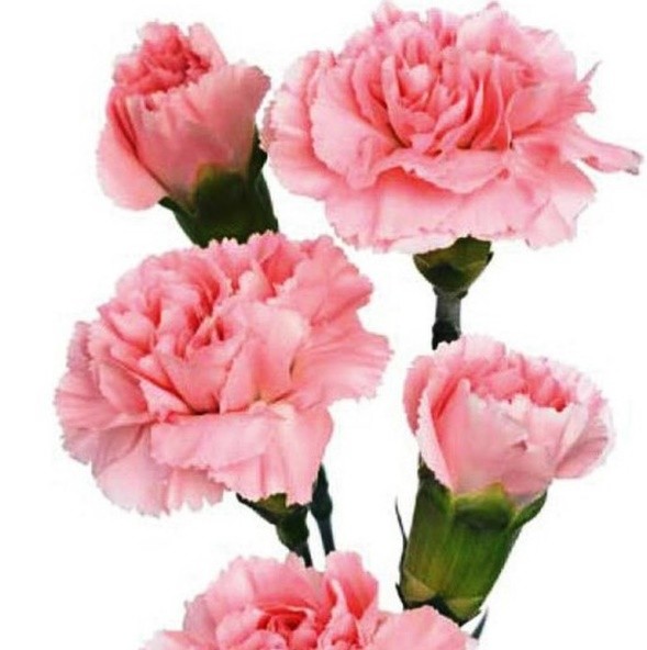 Mini Carnation Pink 70 A1 Florigene CO buy wholesale on M-Flowers