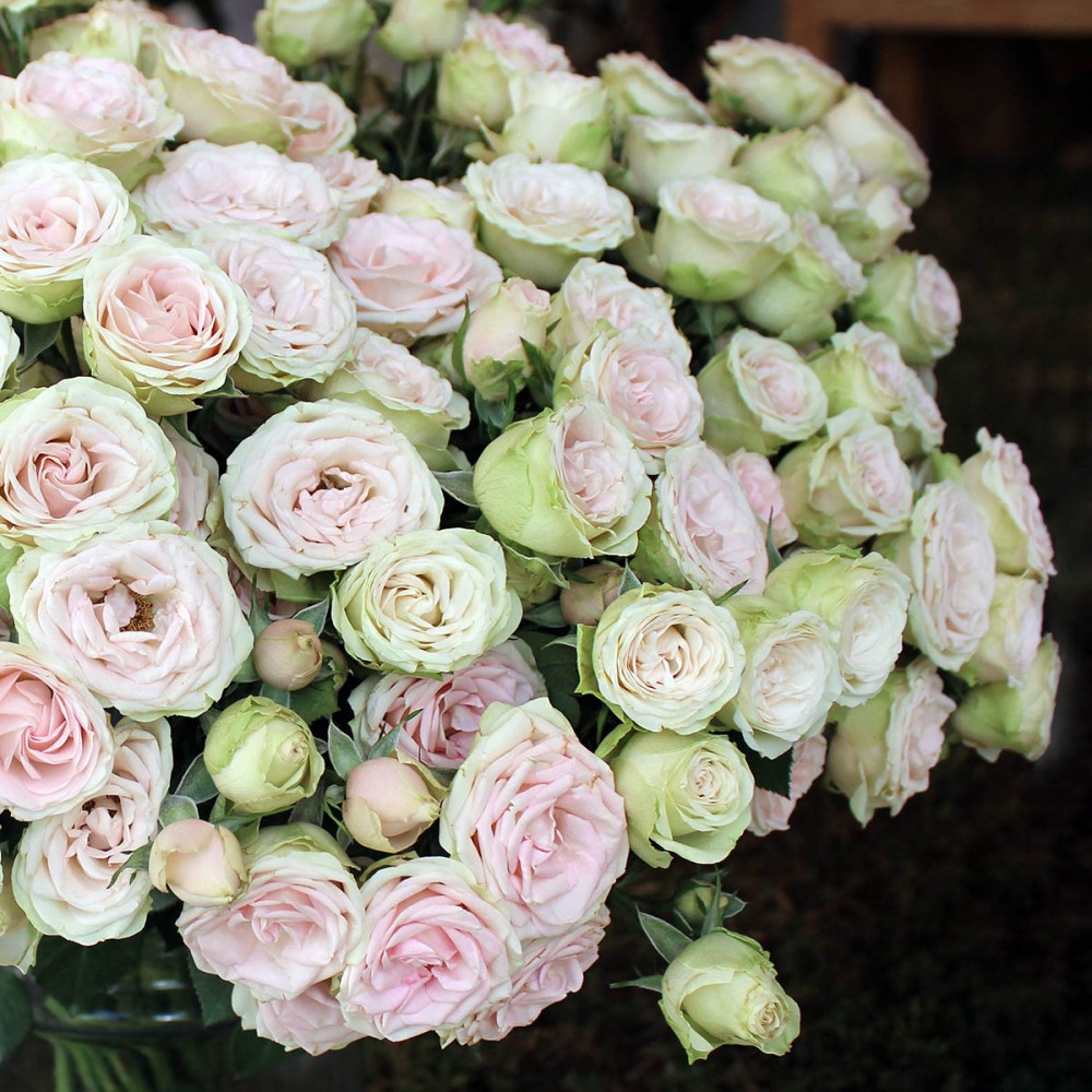 Spray roses Sweet Blossom multicolor 50 A1 GOLDEN TULIP FARMS LTD Kenya buy wholesale on M-Flowers