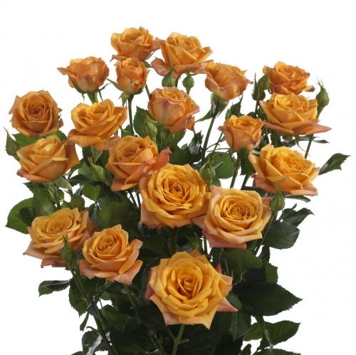 Spray roses Nikita peach 80 A1 Karen Roses Kenya comprar al por mayor en M-Flowers