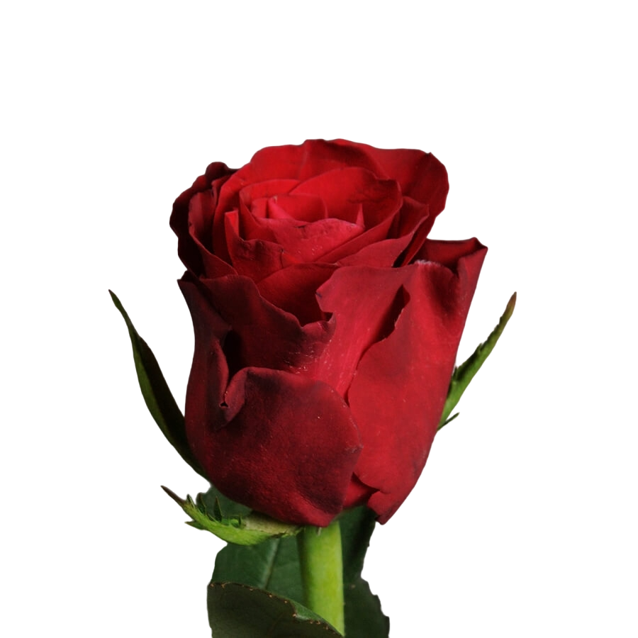 Rose Red Tacazzi 40 A1 FLORA OLA LTD KE buy wholesale on M-Flowers