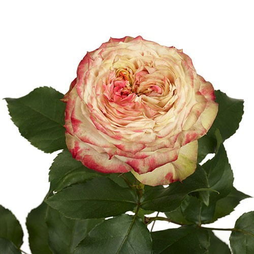 Rose Apple Jack 50 A1 AMANKAY FARMS EC купить оптом на M-Flowers