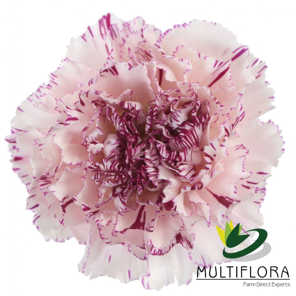 Carnation Yukari pink 420 A1 QUALIFERUS Russia buy wholesale on M-Flowers