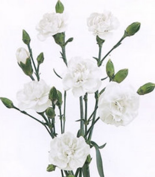 Mini Carnation White 70 A1 Florigene CO buy wholesale on M-Flowers