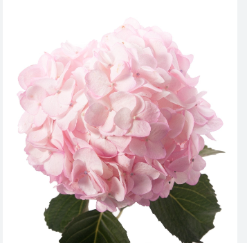 Hydrangea light pink premium 60 A1 Hydraflora CO buy wholesale on M-Flowers