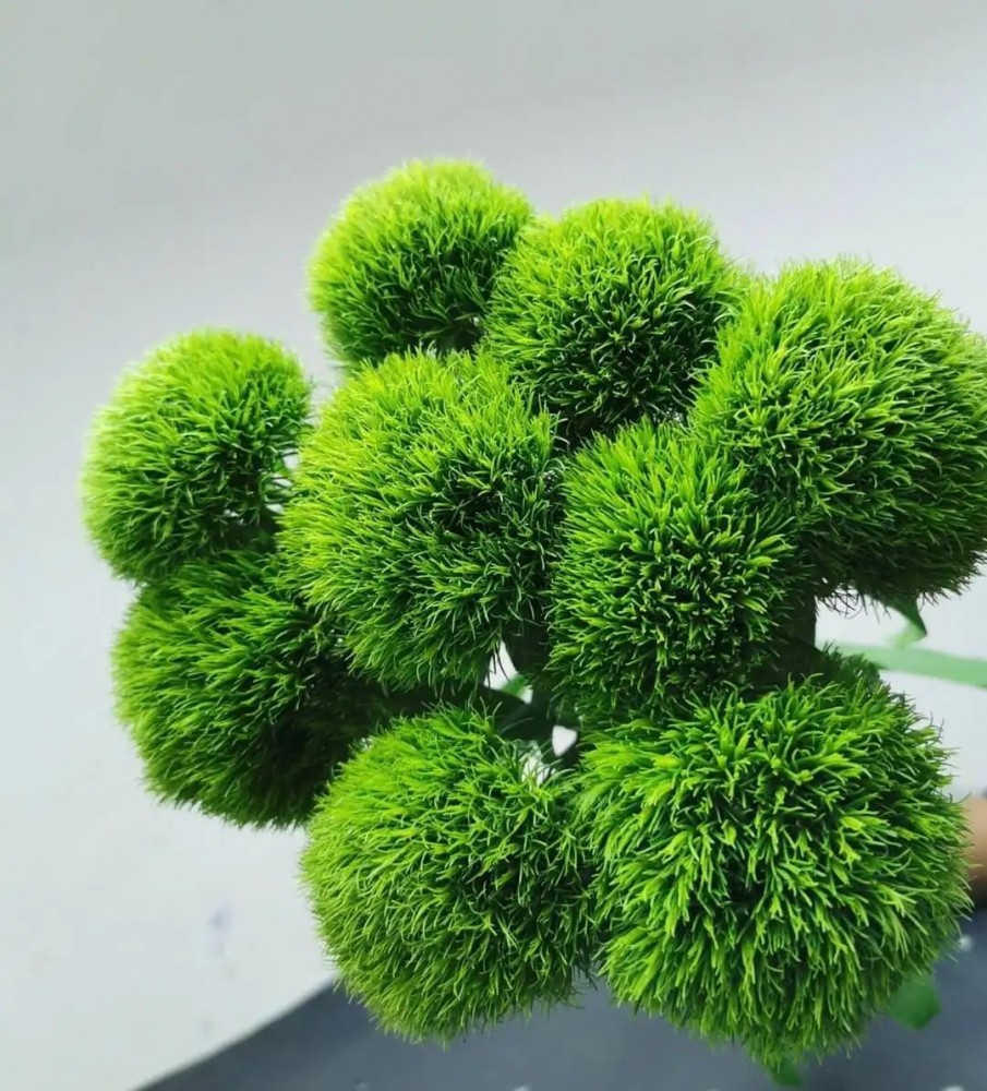 Dianthus Barbatus Kiwi Mellow green 60 A1 FRESH EXCHANGE FZCO Kenya buy wholesale on M-Flowers