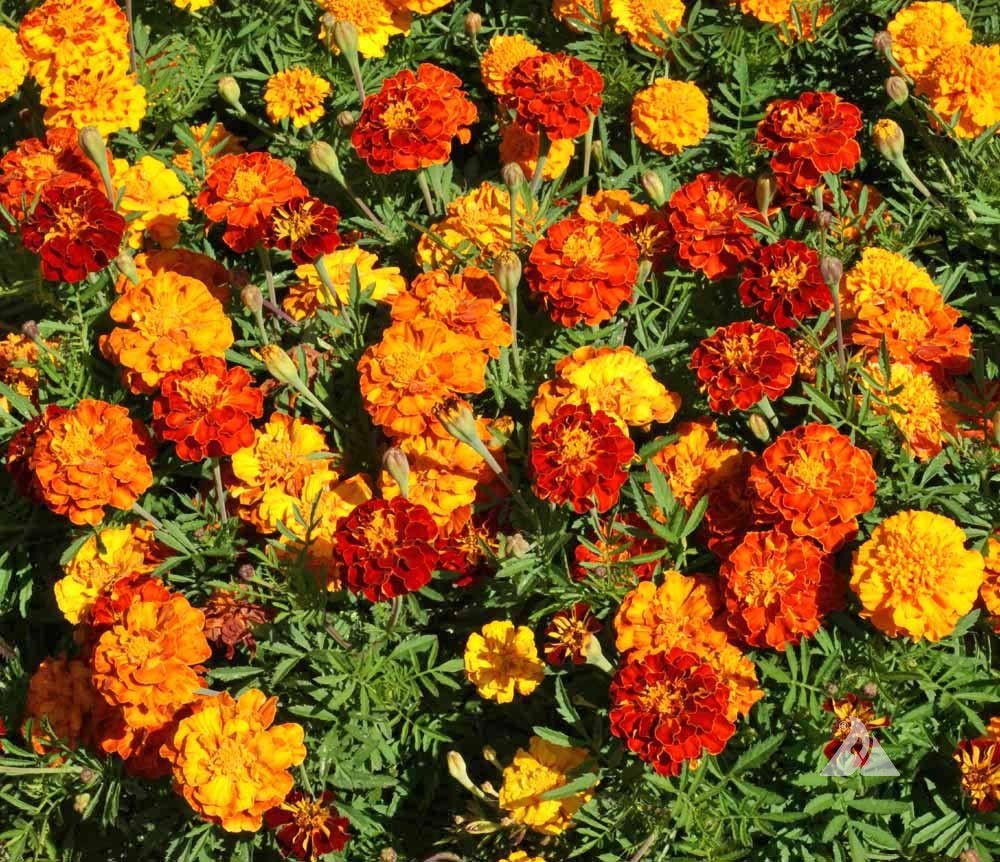 Marigold Mix multicolor 60 A1 FRESH EXCHANGE FZCO Kenya buy wholesale on M-Flowers