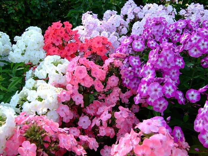 Phlox Mix 70 A1 FRESH EXCHANGE FZCO KE buy wholesale on M-Flowers