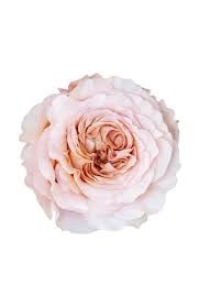 Rose Fascination 40 A1 Terra Pacific EC buy wholesale on M-Flowers