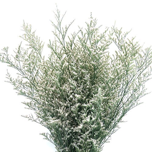 Limonium White white 70 A1 QUALIFERUS Russia buy wholesale on M-Flowers