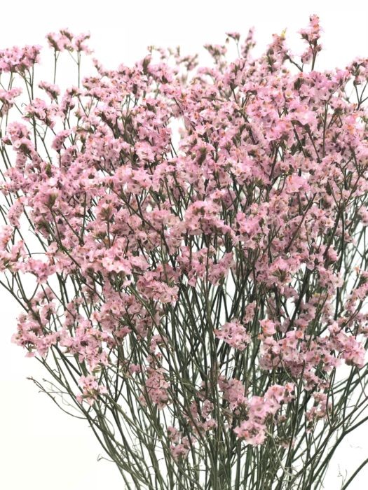 Limonium Pink pink 70 A1 QUALIFERUS Russia buy wholesale on M-Flowers