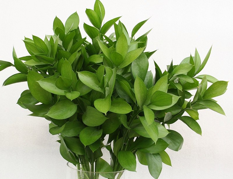 Ruscus Israeli green 60 A1 Ruscus Israeli 60 A1 MASFLOWERS S.A.S EC купить оптом на M-Flowers