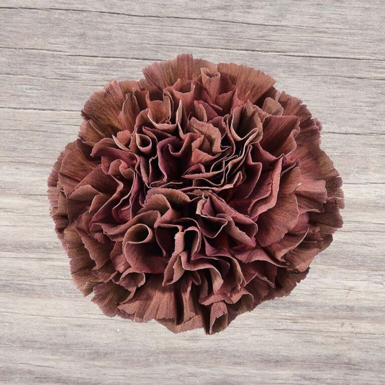 Carnation copper extasis multicolor 70 A1 KM FLOWERS Ecuador купить оптом на M-Flowers