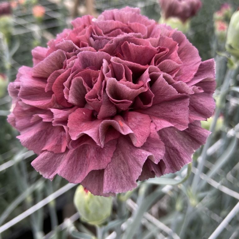 Carnation Sepia thrill 70 A1 Geoflora CO buy wholesale on M-Flowers