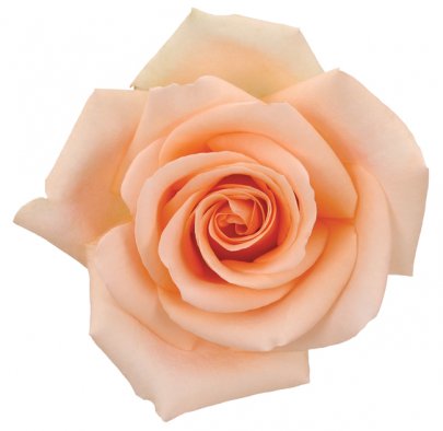 Rose Alejandra 40 A1 Flower Village EC buy wholesale on M-Flowers