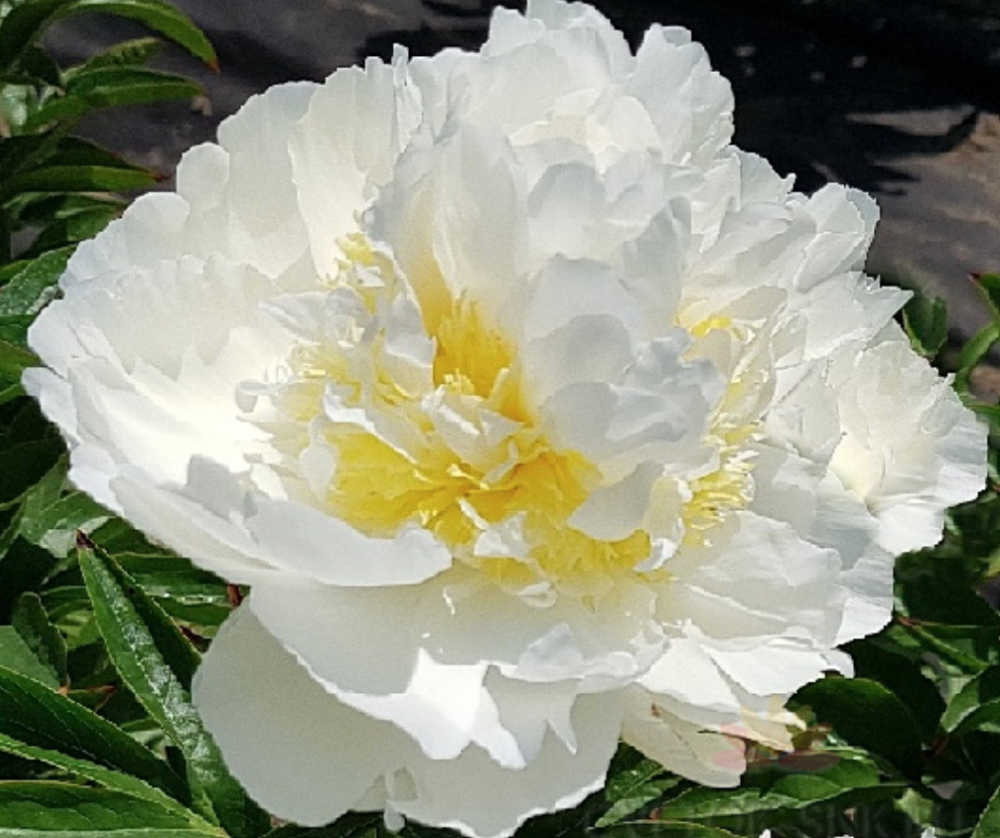 Peonies Ivory Victory 55 A1 Groot & groot NL buy wholesale on M-Flowers