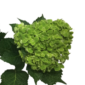 Hydrangea Emerald green dark premium 60 A1 Surandina de flores CO купить оптом на M-Flowers