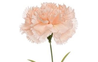 Carnation PEACH peach 60 A1 FLORES SAN JUAN SA Colombia buy wholesale on M-Flowers