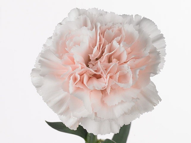 Carnation Vera 70 A1 Coexflor EC buy wholesale on M-Flowers