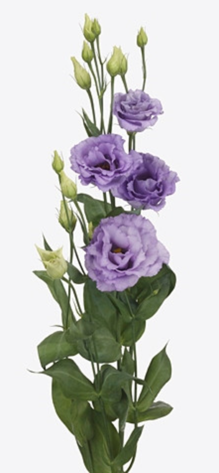 Eustoma Corelli Lavender lilac-lavander 72 A1 Eustoma Corelli Lavender 72 A1 Lugt NL купить оптом на M-Flowers