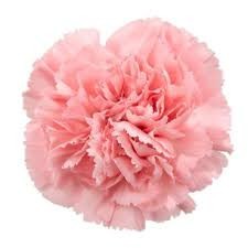 Carnation Corvette pink 60 A1 Multiflora Colombia buy wholesale on M-Flowers