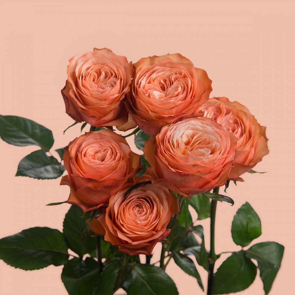 Garden Rose Kahala peach 70 A1 FRESH EXCHANGE FZCO Kenya buy wholesale on M-Flowers