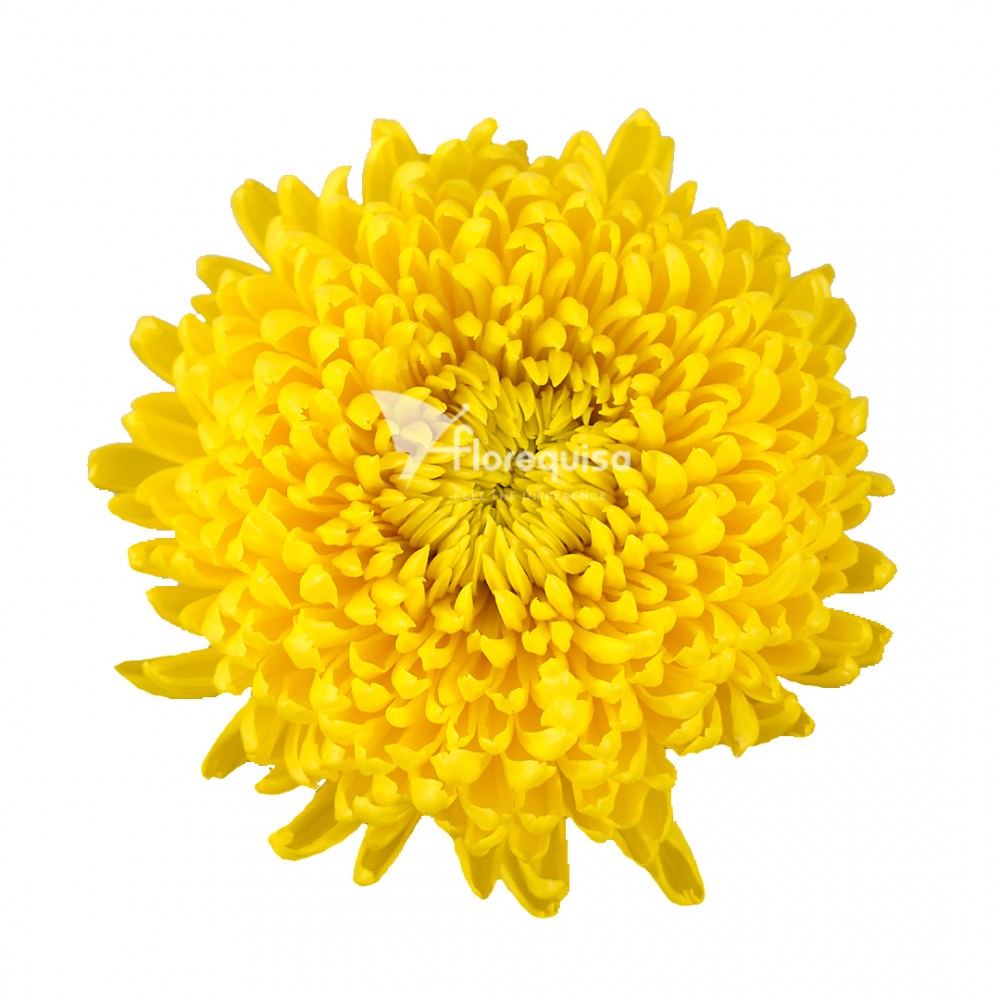 Standard Chrysanthemum Astroid yellow 70 A1 Standard Chrysanthemum Astroid 70 A1 Much Flowers EC купить оптом на M-Flowers