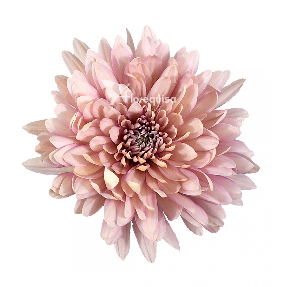 Standard Chrysanthemum Linette 70 A1 Much Flowers EC buy wholesale on M-Flowers