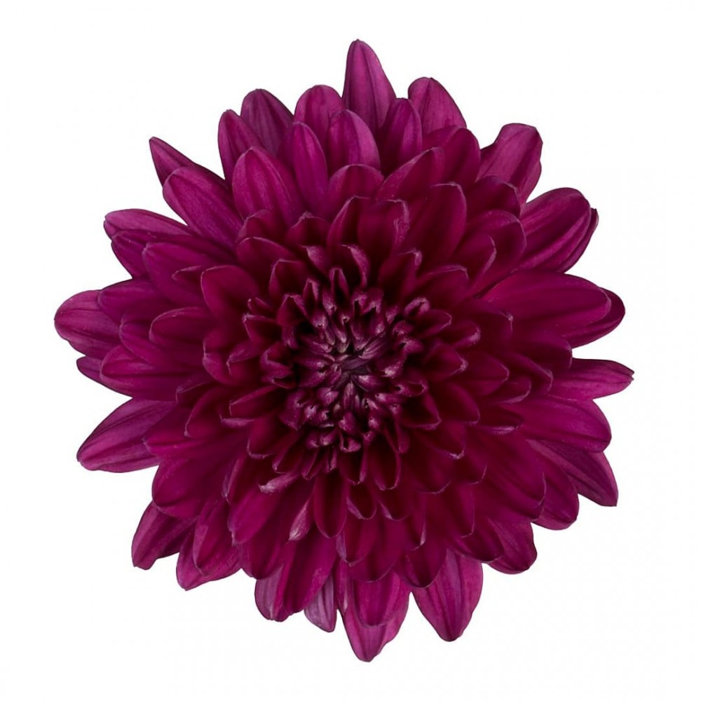 Standard Chrysanthemum Andrea dark-pink 70 A1 Standard Chrysanthemum Andrea 70 A1 Much Flowers EC buy wholesale on M-Flowers