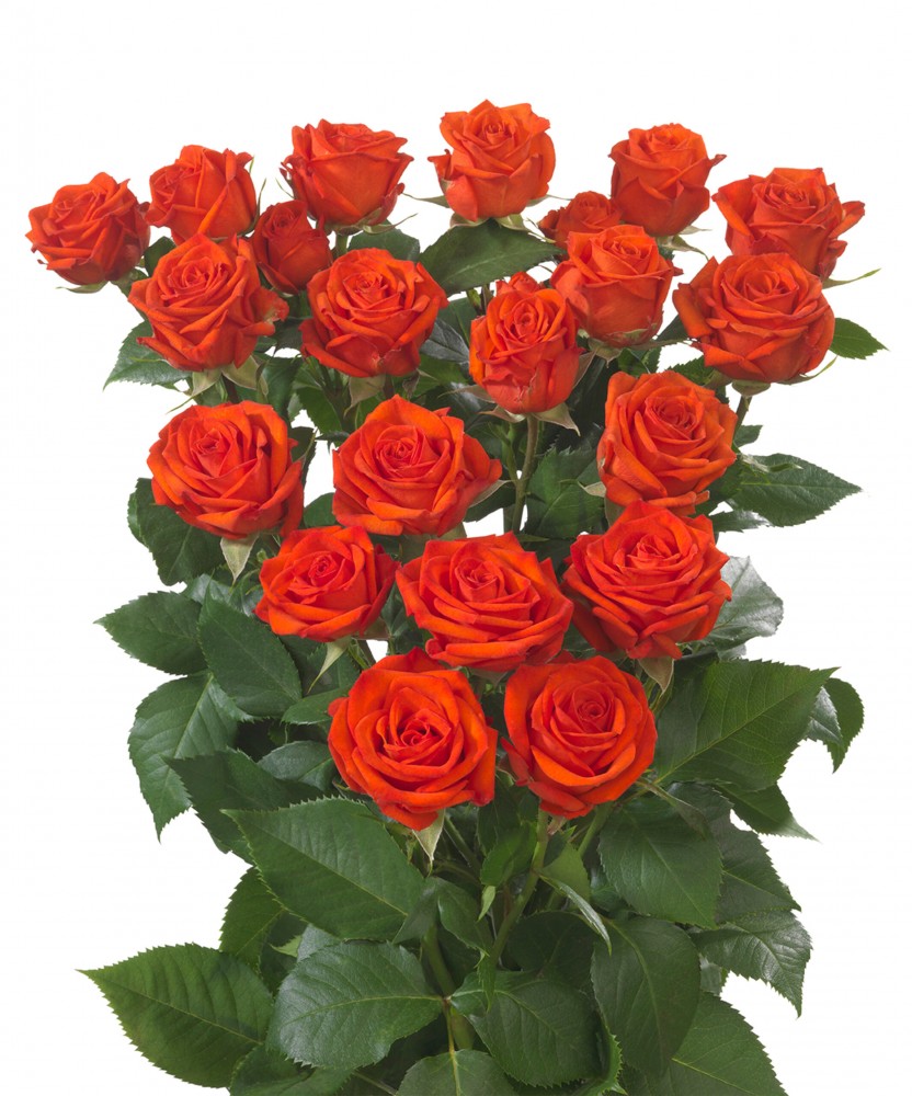 Spray roses Earth & Fire 40 A1 FRESH EXCHANGE FZCO KE buy wholesale on M-Flowers