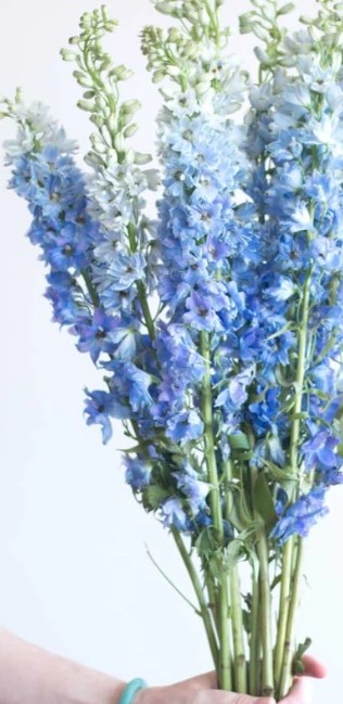 Delphinium LIGHT BLUE 80 A1 ROYAL FLOWERS EC buy wholesale on M-Flowers