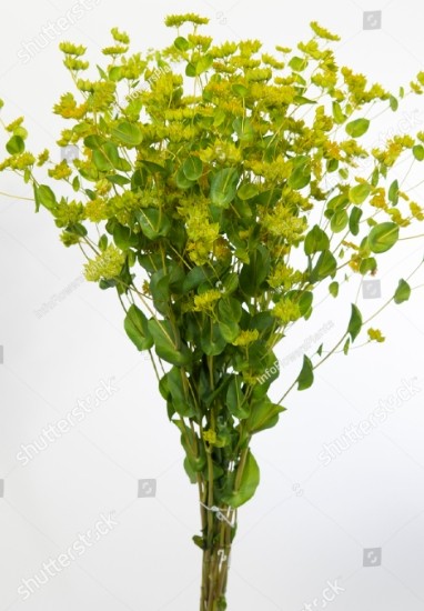 Bupleurum Griffithii 50 A1 FRESH EXCHANGE FZCO KE buy wholesale on M-Flowers