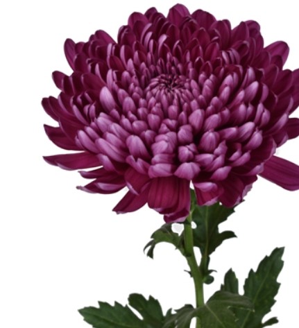 CREMON ANDREA purple 70 A1 Florisol Ecuador buy wholesale on M-Flowers