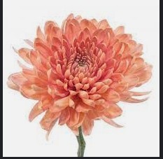 CREMON LINETTE peach 70 A1 Florisol Ecuador buy wholesale on M-Flowers