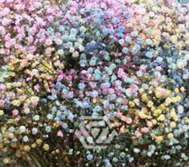 Gypsophila Tinted 50 A1 GOLDEN TULIP FARMS LTD KE buy wholesale on M-Flowers