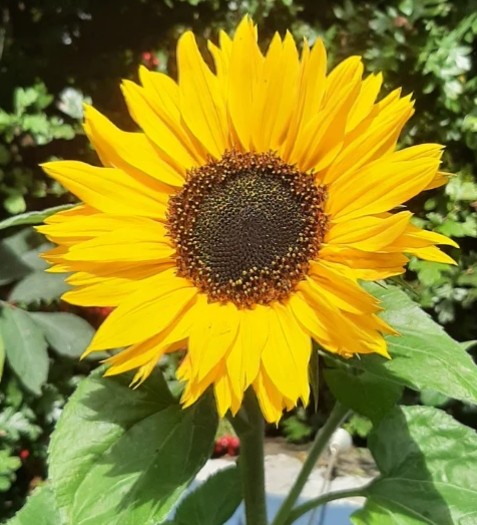 Sunflower SELECT yellow 70 A1 Sunflower SELECT 70 A1 Floramar EC buy wholesale on M-Flowers