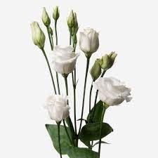 Lisianthus White white 70 A1 Much Flowers Ecuador buy wholesale on M-Flowers