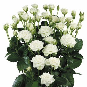 Spray roses Snow Flake white 50 A1 GOLDEN TULIP FARMS LTD Kenya buy wholesale on M-Flowers