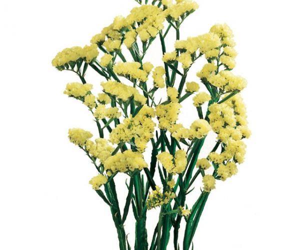 Statice Yellow 70 A1 Coexflor EC buy wholesale on M-Flowers