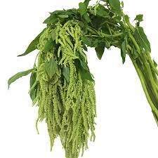Amaranthus Green green 60 A1 Groove Amaranthus Green 60 A1 FRESH EXCHANGE FZCO KE buy wholesale on M-Flowers