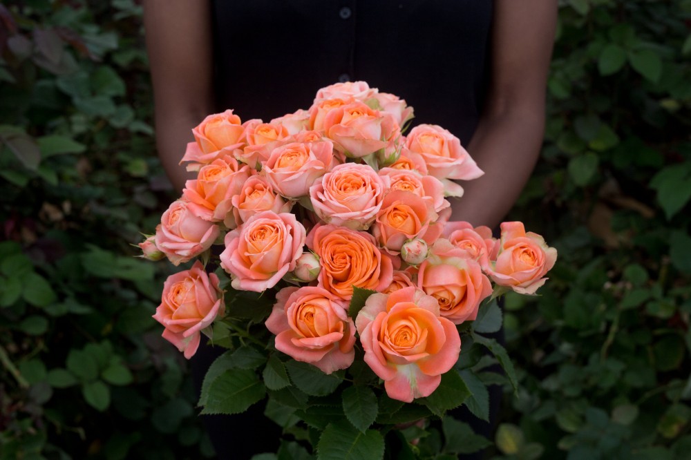 Garden Spray Rose Juice Sensation 70 A1 RED LANDS ROSES LTD KE comprar al por mayor en M-Flowers