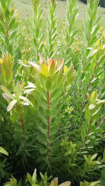 Leucadendron Gold Strike yellow 70 A1 Leucadendron Gold Strike 70 A1 SIAN ROSES KE buy wholesale on M-Flowers