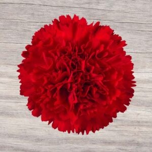 Carnation Marte 70 A1 TIFLOWER EC buy wholesale on M-Flowers