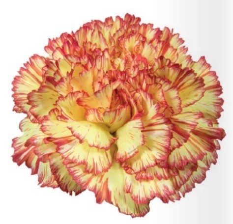 Carnation Figaro multicolor 60 A1 KM FLOWERS Ecuador купить оптом на M-Flowers