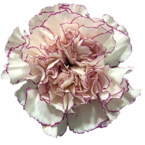 Carnation Commedia 70 A1 KM FLOWERS EC buy wholesale on M-Flowers