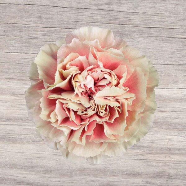 Carnation Merletto Salmon 70 A1 Geoflora CO buy wholesale on M-Flowers