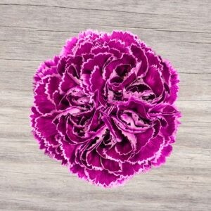Carnation Nobbio Boogaloo 70 A1 Geoflora CO buy wholesale on M-Flowers