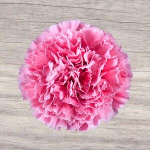 Carnation Nobbio Argenta 70 A1 Geoflora CO buy wholesale on M-Flowers