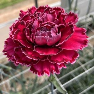 Carnation Nobbio Circus 70 A1 Geoflora CO buy wholesale on M-Flowers