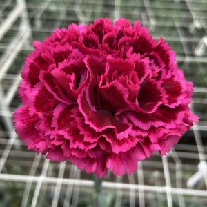 Carnation Nobbio Party 70 A1 Geoflora CO buy wholesale on M-Flowers